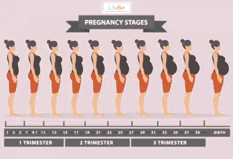 First Trimester (Weeks 1–12): Early Changes You Might Not Notice Corby